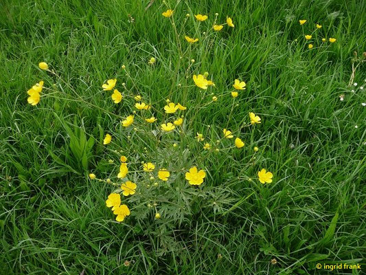 Ranunculus acris / Scharfer Hanenfuß