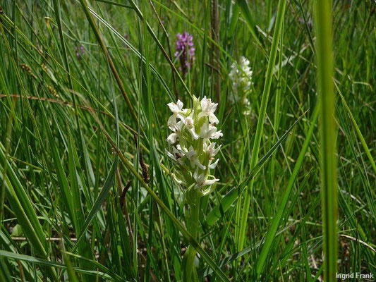 Dactylorhiza incarnata ssp. ochroleuca / Hellgelbe Fingerwurz