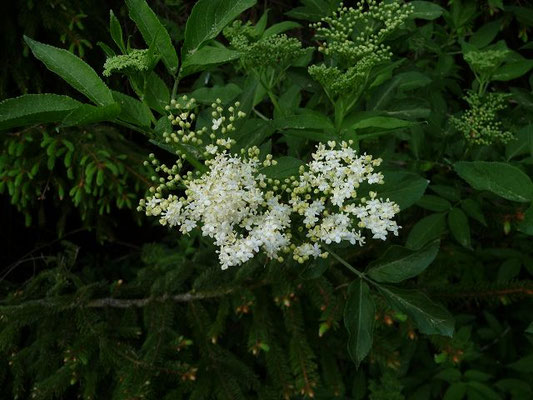 Sambucus spec. (9 Arten)