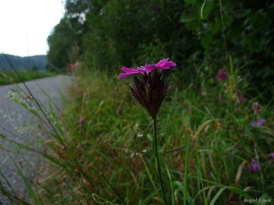 Dianthus carthusianorum / Kartäuser-Nelke  (20.08.2011; Donautal bei Fridingen)