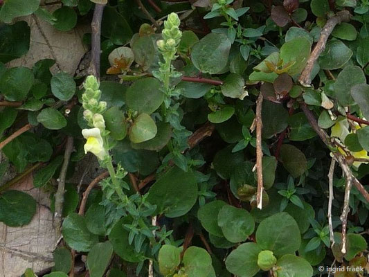 Antirrhinum majus / Garten-Löwenmaul    (27.04.2016; Italien, Insel Elba)