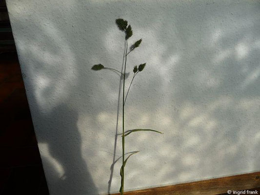 Dactylis glomerata / Wiesen-Knäuelgras