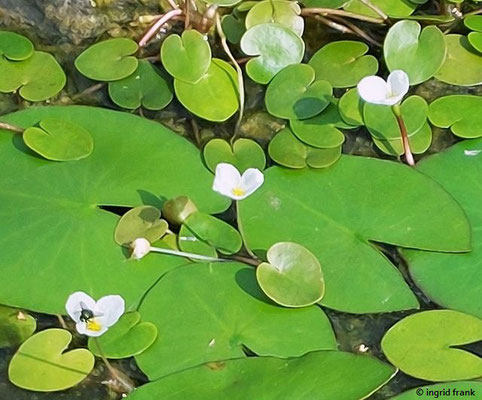 Hydrocharis morsus-ranae / Europäischer Froschbiss  ("Moorgarten" auf der Landesgartenschau 2024 in Wangen im Allgäu); Baden-Württemberg: 3 (gefährdet) 