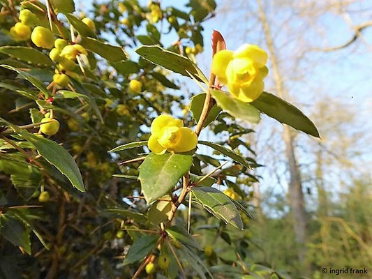 Berberis julianae / Julianes Berberitze, Großblättrige Berberitze