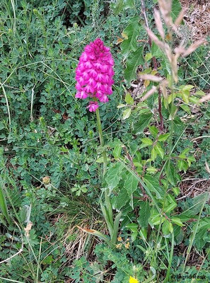 Anacamptis pyramidalis / Pyramiden-Spitzorchis  (03.06.2025; NSG Haarberg-Wasserberg; Landkreis Göppingen)