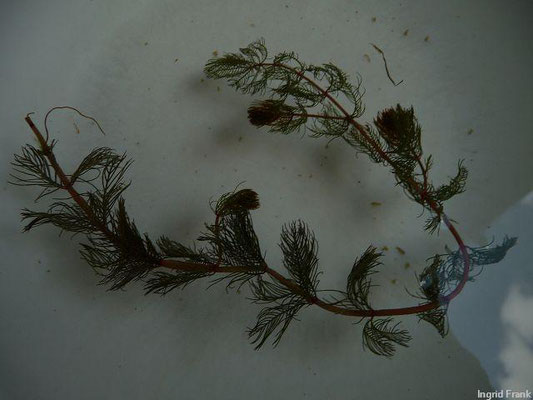 Myriophyllum verticillatum / Quirlblättriges Tausendblatt    VI-VIII