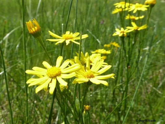 Senecio aquaticus / Wasser-Greiskraut    VII-VIII