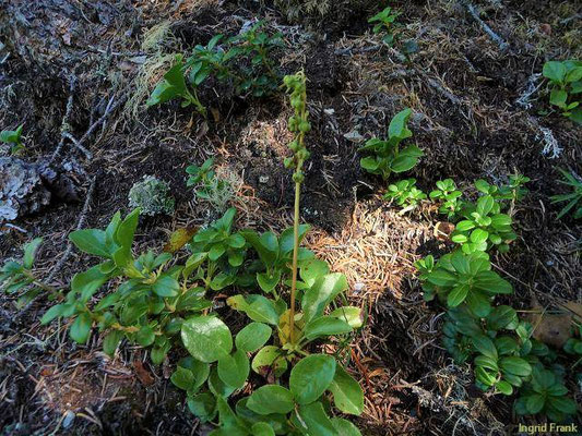 Pyrola media / Mittleres Winterlieb    (29.08.2011; Kärnten, Innerfragant)