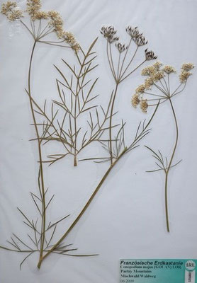 Conopodium majus / Französische Erdkastanie    VI-VII    (Herbarium Dr. Wolf von Thun)