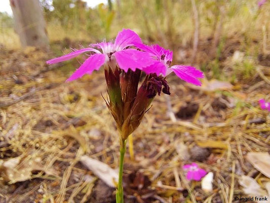 Dianthus carthusianorum / Gewöhnliche Kartäuser-Nelke