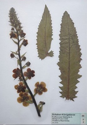 Verbascum blattaria / Schaben-Königskerze  (06/2008; Ihringen)  (Herbarium Dr. Wolf v. Thun)