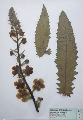 Verbascum blattaria / Schaben-Königskerze  (06/2008; Ihringen)  (Herbarium Dr. Wolf v. Thun)