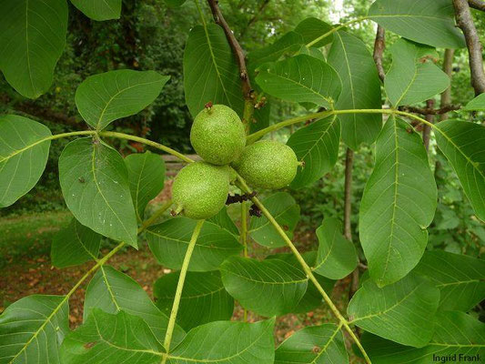 Juglans regia / Nussbaum