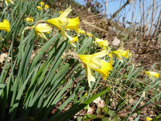 Narcissus spec. (40 Arten)