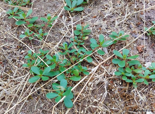 Portulaca oleracea / Gemüse-Portulak   (15.07.2023; NSG Sandauser Düne, Pflege Schönau-Galgenberg)