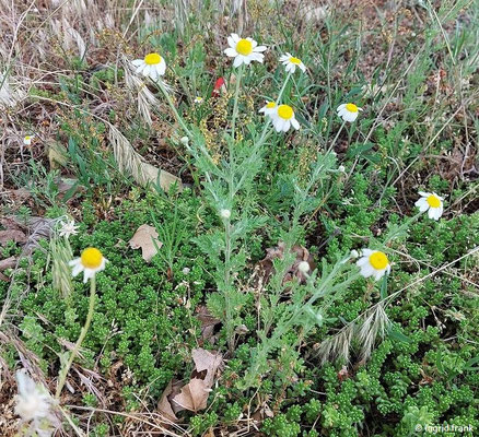 Anthemis ruthenica / Russische Hundskamille  V-VIII