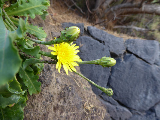 Reichardia ligulata - ZUngen-Reichardie (La Palma)