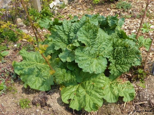 Rheum rhabarbarum / Gewöhnlicher Rhabarber