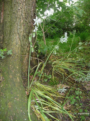 Ornithogalum nutans / Nickender Milchstern