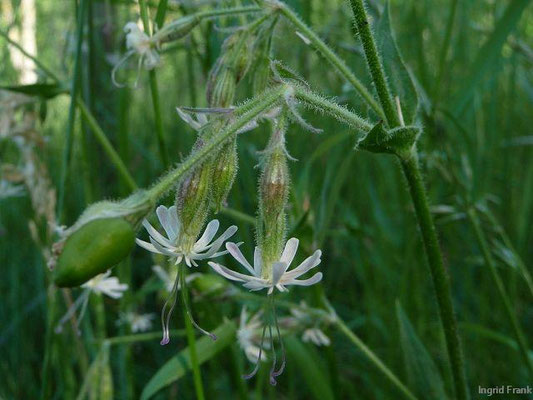 Silene nutans / Nickendes Leimkraut