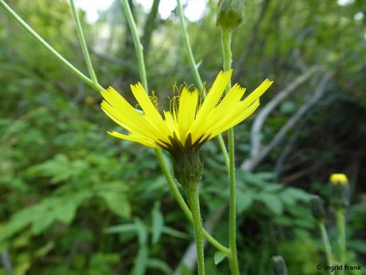 Hieracium murorum / Wald-Habichtskraut    V-VIII