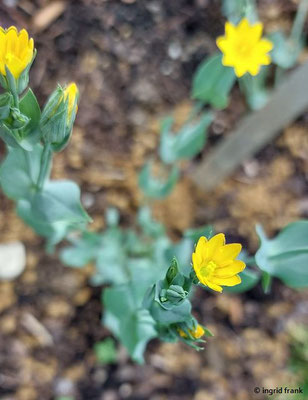Blackstonia perfoliata - Durchwachsenblättriger Bitterling  (16.06.2025; Botanischer Garten der Universität Tübingen)