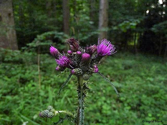 Cirsium palustre / Sumpf-Kratzdistel   (26.06.2017; Lochmoos)