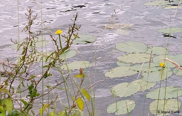 Nuphar lutea / Große Teichrose