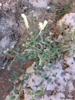 Heliotropium europaeum / 