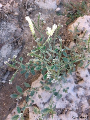 Heliotropium europaeum / Europäische Sonnenwende