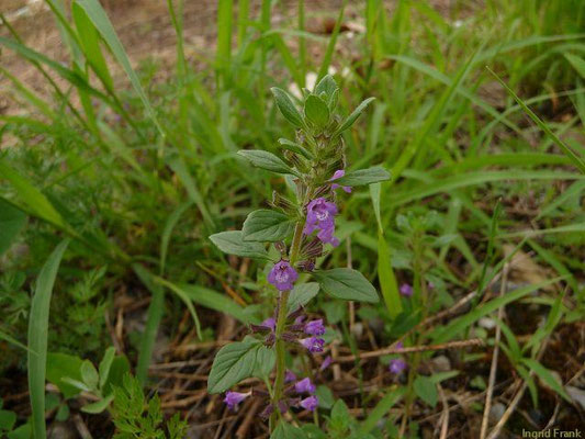 Acinos spec. (10 Arten)