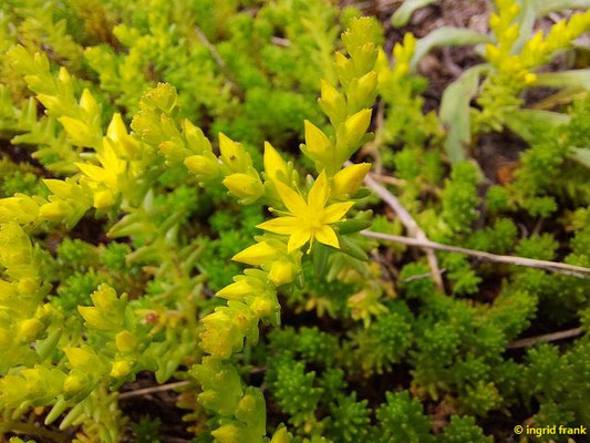 Sedum sexangulare / Milder Mauerpfeffer    VI-VII