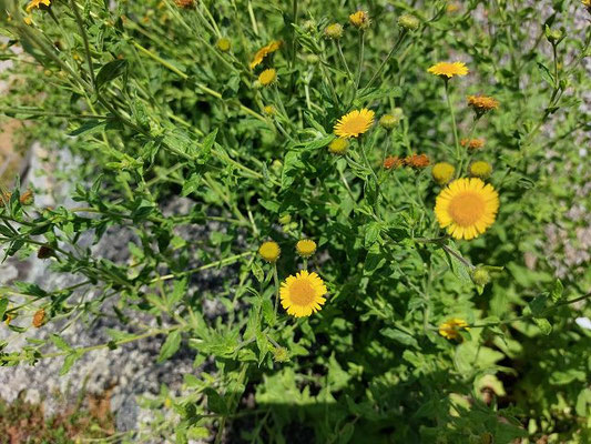Pulicaria spec. (85 Arten)