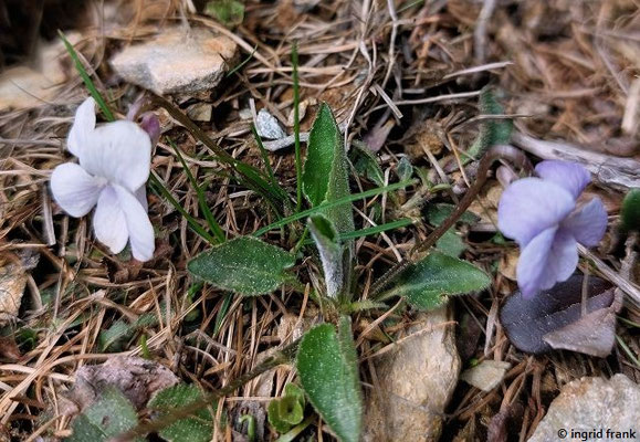 Viola hirta - Raues Veilchen