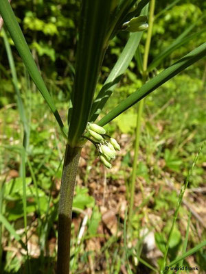 Polygonatum verticillatum / Quirlblättrige Weißwurz    (18.05.2020; Schertelshöhle)