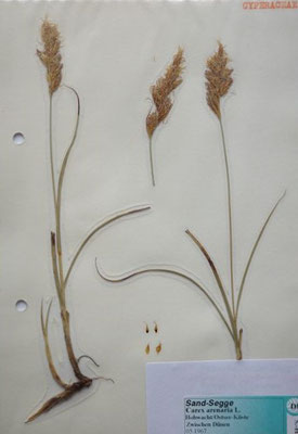 Carex arenaria / Sand-Segge     V-X     (Herbarium Dr. Wolf von Thun)