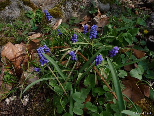 Muscari botryoides / Kleine Traubenhyazinthe