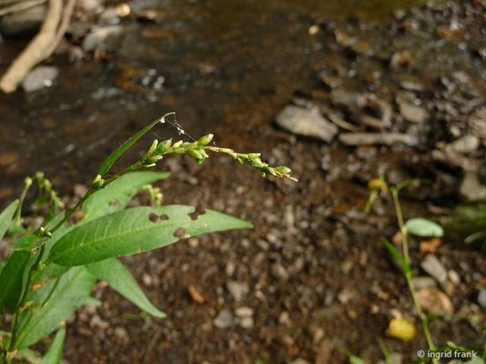 Persicaria mitis / Milder Knöterich