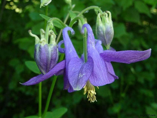 Aquilegia vulgaris - Gewöhnliche Akelei
