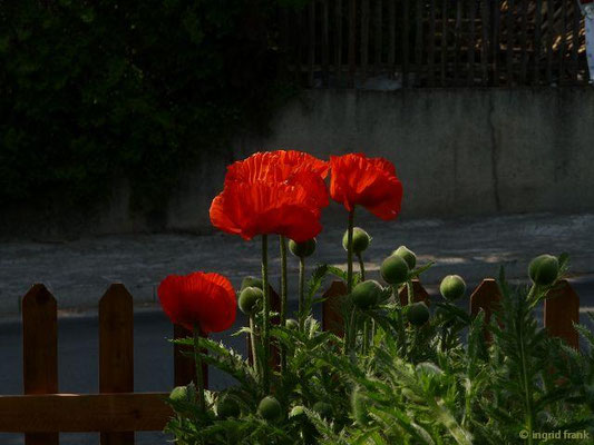 Papaver orientalis - Türkenmohn, Garten-Mohn    V-VI