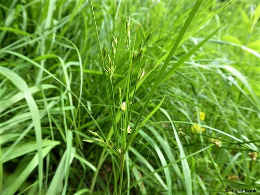 06.06.2022 - Am Rand der Streuwiese beim Metelisweiher