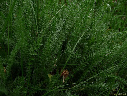 02.05.2010-Achillea millefolium - Wiesen-Schafgarbe