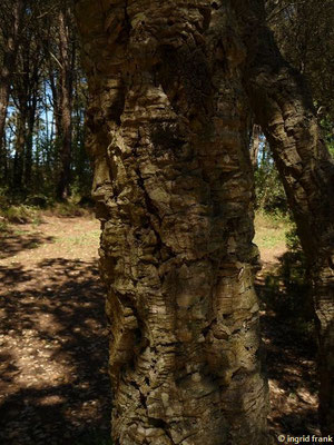 Quercus suber / Kork-Eiche    (27.04.2016; Italien, Insel Elba)