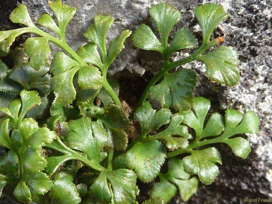 Asplenium ruta-muraria / Mauerraute    (13.08.2011; Ronchamps)