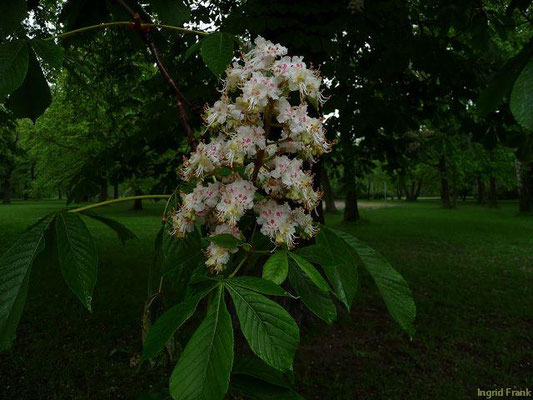 03.05.2010: Aesculus hippocastanum / Rosskastanie