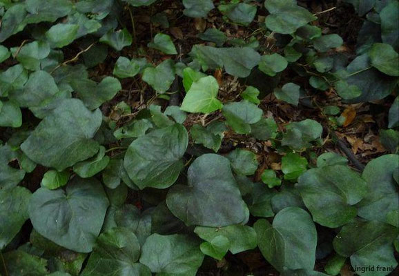 Hedera canariensis / Kanarischer Efeu