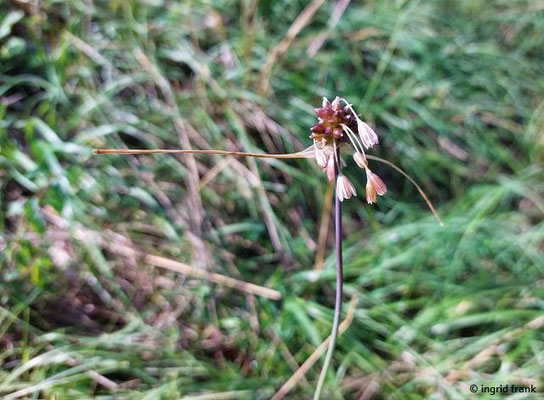 Allium oleraceum / Gemüse-Lauch    (26.07.2023; Übersberg bei Pfullingen)