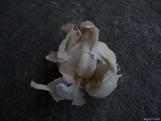 Allium sativum / Knoblauch