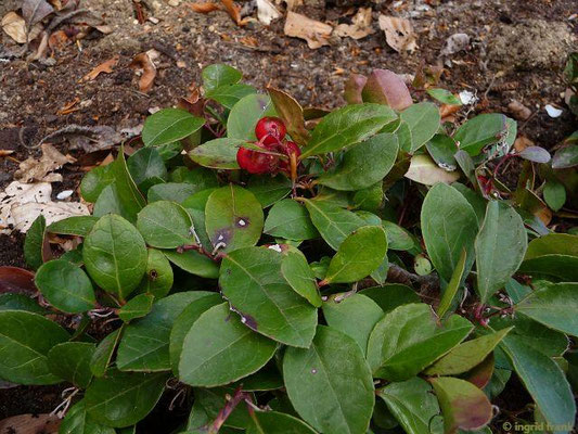 Gaultheria procumbens / Amerikannisches Wintergrün