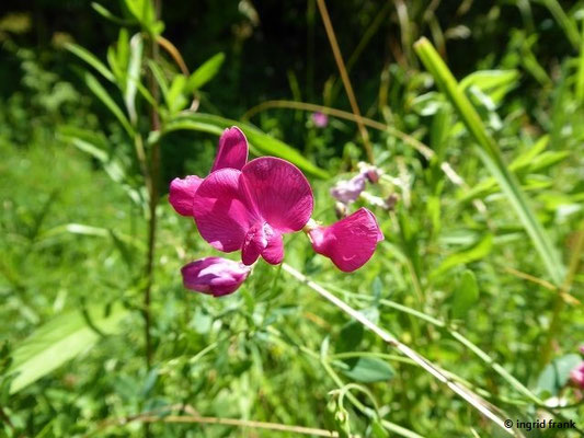 Lathyrus tuberosus / Knollen-Platterbse    VI-VIII